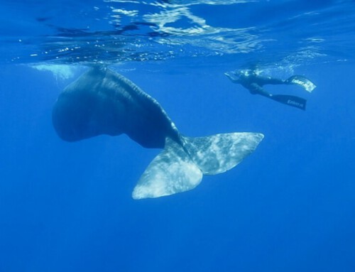 Een droom! Freediven met walvissen