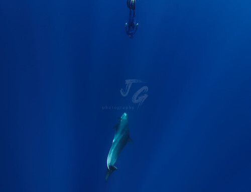 False killerwhale met freediver