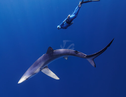 JG Photography blauwe haai met freediver