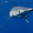 Blue shark Freediving